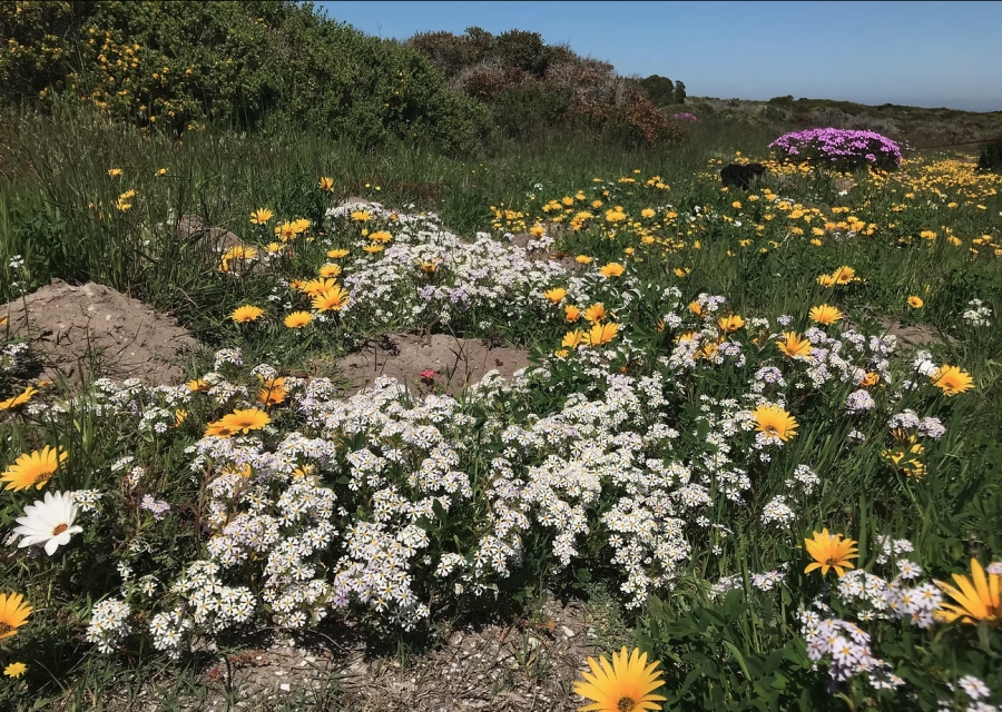 0 Bedroom Property for Sale in Grotto Bay Western Cape